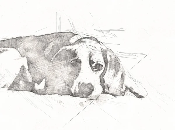 Gyönyörű Beagle Kutya Elszigetelt Illusztráció Művészet Szüret Retro Antik Rajz — Stock Fotó