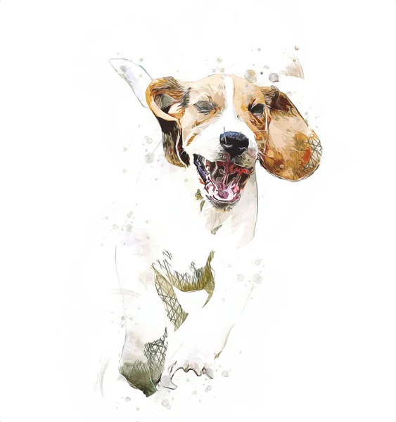 Bellissimo Cane Beagle Isolato Illustrazione Arte Vintage Retrò Disegno Antico — Foto Stock