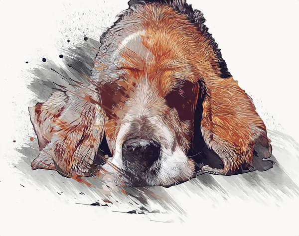 Schöner Beagle Hund Isoliert Illustration Kunst Jahrgang Retro Antike Zeichnung — Stockfoto