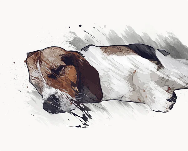 Beau Chien Beagle Isolé Illustration Art Vintage Rétro Dessin Antique — Photo