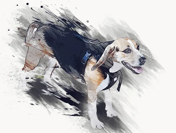 Красива Бігль Собака Ізольована Ілюстрація Мистецтво Вінтаж Ретро Антикварний Малюнок — стокове фото