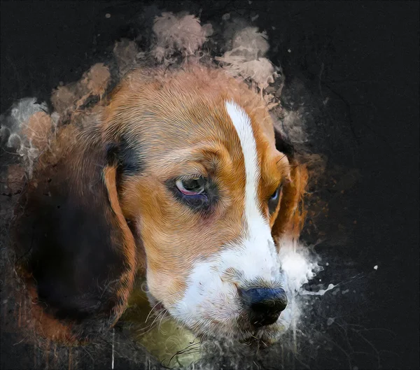 Vacker Beagle Hund Isolerad Illustration Konst Vintage Retro Antik Teckning — Stockfoto