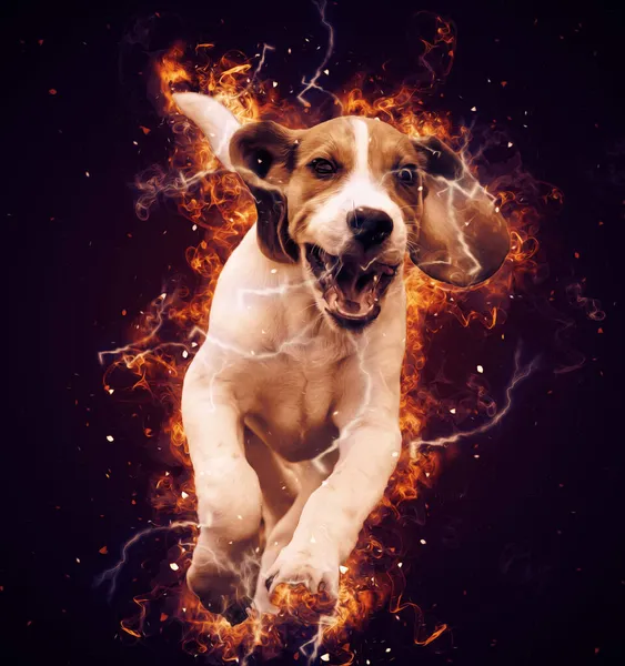 Piękny Pies Beagle Odizolowany Illust Sztuka Vintage Retro Antyczny Rysunek — Zdjęcie stockowe