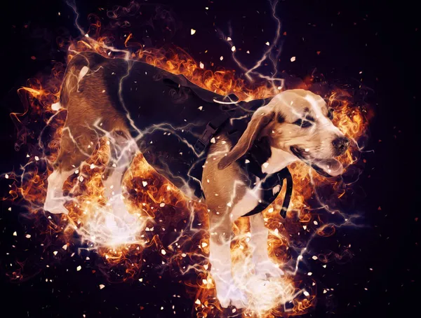 Bellissimo Cane Beagle Isolato Illustrazione Arte Vintage Retrò Disegno Antico — Foto Stock