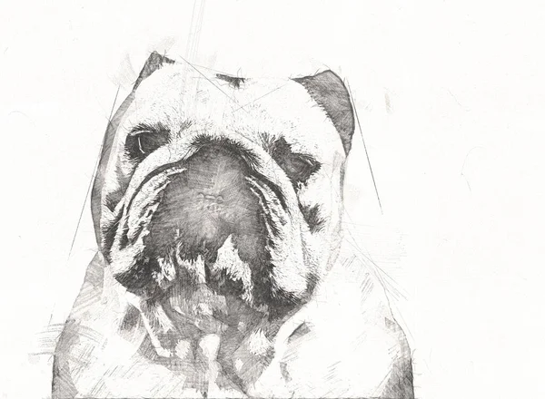 Beautiful Bulldog Dog Isolated Illustration Art Vintage Retro Antique Drawing — Stock Photo, Image