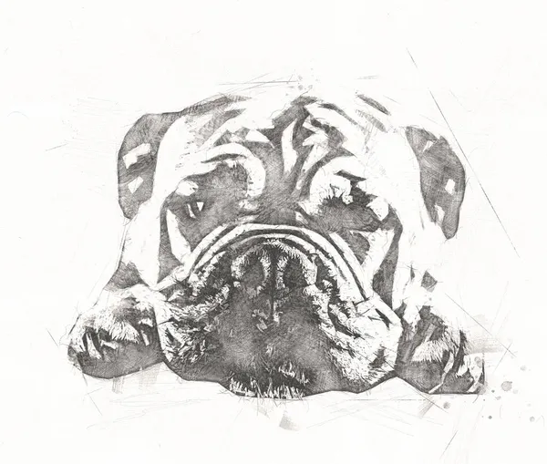 Vacker Bulldog Isolerad Illustration Konst Vintage Retro Antik Teckning Målning — Stockfoto