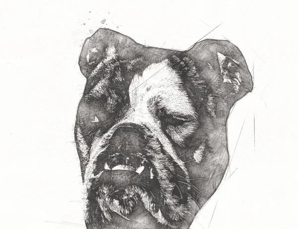 Hermoso Bulldog Perro Aislado Ilustración Arte Vendimia Retro Dibujo Antiguo —  Fotos de Stock