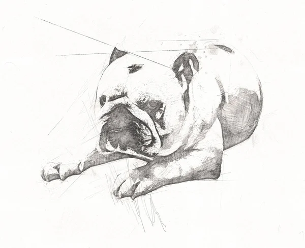 Schöne Bulldogge Isoliert Illustration Kunst Jahrgang Retro Antike Zeichnung Malerei — Stockfoto