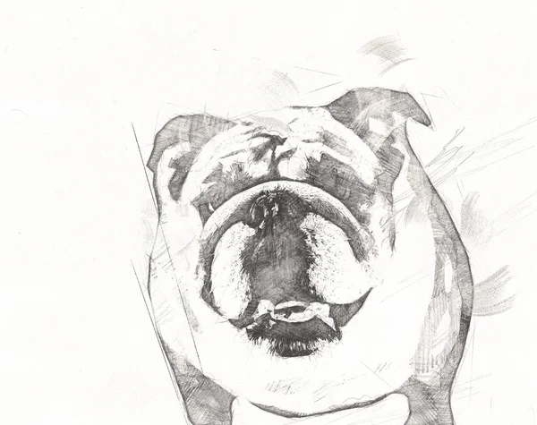 Gyönyörű Bulldog Elszigetelt Illusztráció Művészet Retro Antik Rajz Rajz Vázlat — Stock Fotó