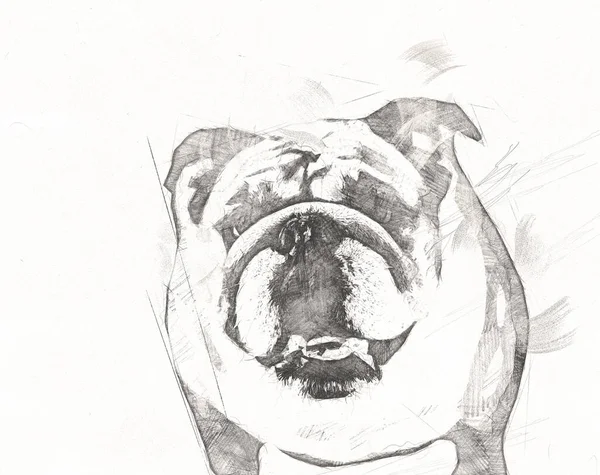 Mooie Bulldog Hond Geïsoleerd Illustratie Kunst Retro Antieke Tekening Schilderij — Stockfoto