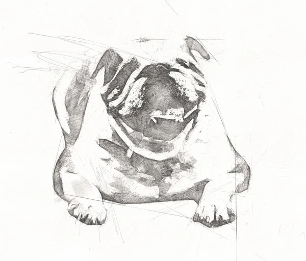 Όμορφη Μπουλντόγκ Σκυλί Απομονωμένο Εικονογράφηση Τέχνη Ρετρό Ρετρό Αντίκες Σχέδιο — Φωτογραφία Αρχείου
