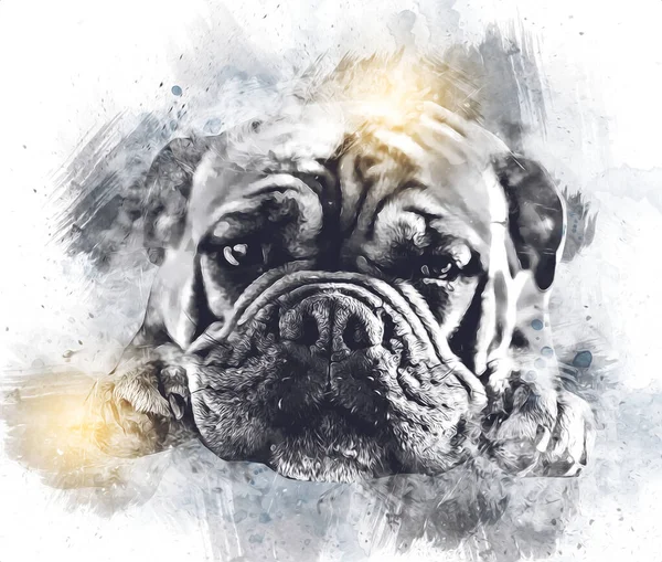 Isolert Vakker Bulldogmaleri Illustrasjon Kunst Årgang Retro Antikvitetstegning – stockfoto