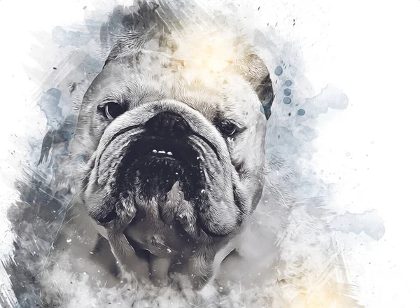 Mooie Bulldog Hond Geïsoleerd Illustratie Kunst Retro Antieke Tekening Schilderij — Stockfoto