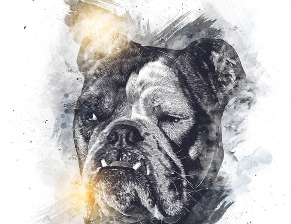 Hermoso Bulldog Perro Aislado Ilustración Arte Vendimia Retro Dibujo Antiguo —  Fotos de Stock