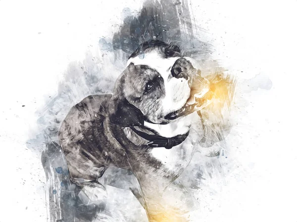 Hermoso Bulldog Perro Aislado Ilustración Arte Vendimia Retro Dibujo Antiguo — Foto de Stock