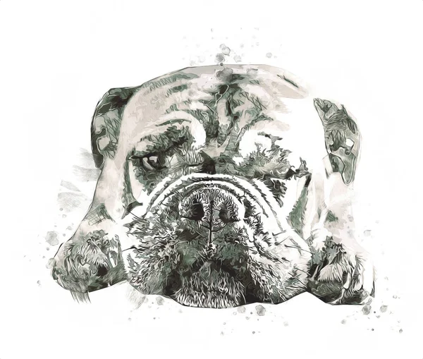 Hermoso Bulldog Perro Aislado Ilustración Arte Vendimia Retro Dibujo Antiguo —  Fotos de Stock