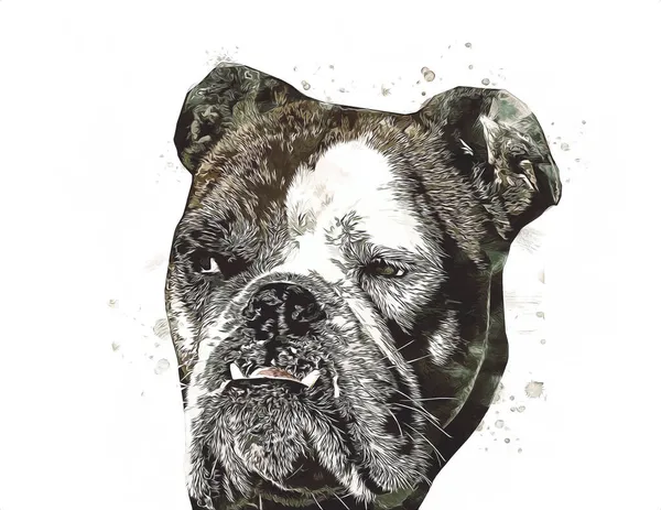 Vacker Bulldog Isolerad Illustration Konst Vintage Retro Antik Teckning Målning — Stockfoto