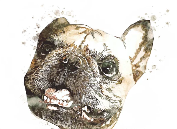 Mooie Bulldog Hond Geïsoleerd Illustratie Kunst Retro Antieke Tekening Schilderij — Stockfoto
