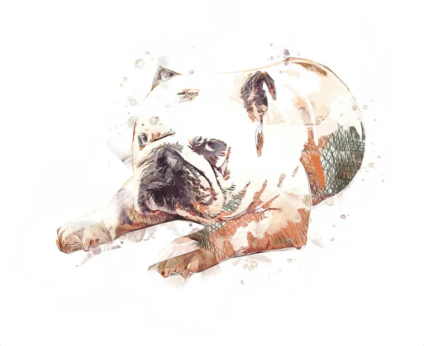 Bellissimo Bulldog Isolato Illustrazione Arte Vintage Retrò Disegno Antico Disegno — Foto Stock