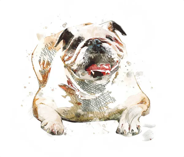 Schöne Bulldogge Isoliert Illustration Kunst Jahrgang Retro Antike Zeichnung Malerei — Stockfoto