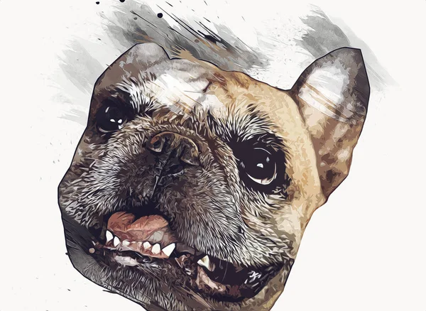 Schöne Bulldogge Isoliert Illustration Kunst Jahrgang Retro Antike Zeichnung Malerei — Stockfoto