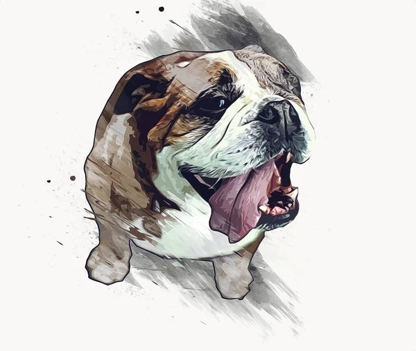 Hermoso Bulldog Perro Aislado Ilustración Arte Vendimia Retro Dibujo Antiguo — Foto de Stock