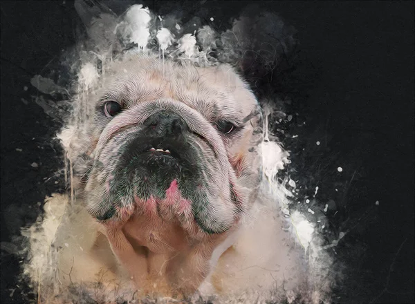 Mooie Bulldog Hond Geïsoleerd Illustratie Kunst Retro Antieke Tekening Schilderij — Stockfoto