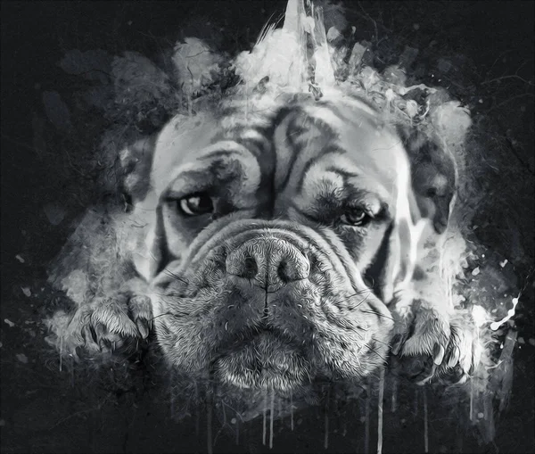 Hermoso Bulldog Perro Aislado Ilustración Arte Vendimia Retro Dibujo Antiguo —  Fotos de Stock