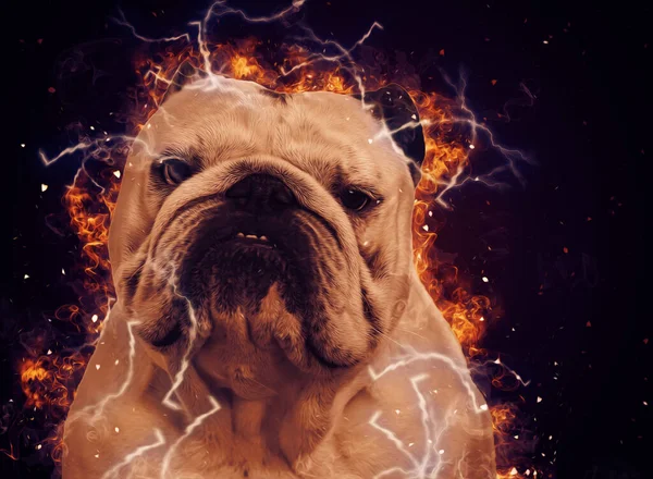 Bellissimo Bulldog Isolato Illustrazione Arte Vintage Retrò Disegno Antico Disegno — Foto Stock