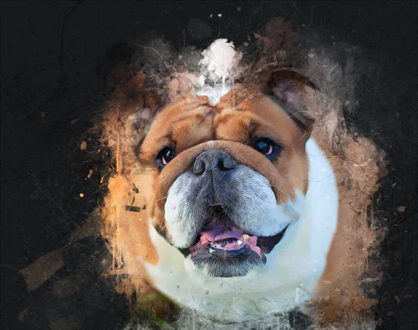 Hermoso Bulldog Perro Aislado Ilustración Arte Vendimia Retro Dibujo Antiguo —  Fotos de Stock