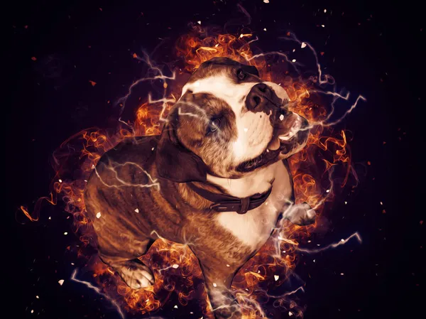 Hermoso Bulldog Perro Aislado Ilustración Arte Vendimia Retro Dibujo Antiguo —  Fotos de Stock