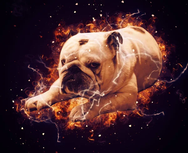 Hermoso Bulldog Perro Aislado Ilustración Arte Vendimia Retro Dibujo Antiguo —  Fotos de Stock