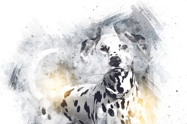 Далматинская Собака Сидя Глядя Камеру Иллюстрация Искусство Винтаж Ретро Антикварный — стоковое фото
