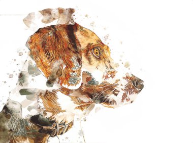 Köpek yetiştiricisi Amerikan Foxhound, illüstrasyon, sanat, klasik, antika resim çizimi