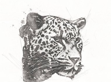 Namibya 'daki Leopar, resim, sanat, antika, antika resim çizimi