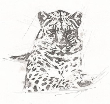 Namibya 'daki Leopar, resim, sanat, antika, antika resim çizimi