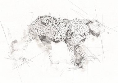 Namibya 'daki Leopar, resim, sanat, antika, antika resim çizimi