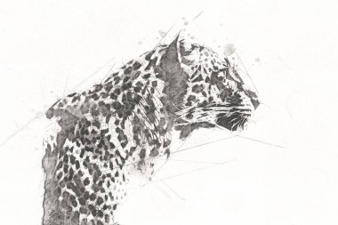 Namibya 'daki Leopar, resim, sanat, antika, antika resim çizimi