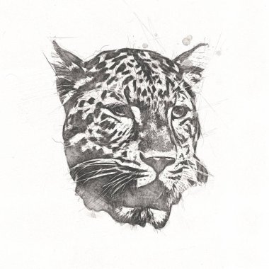 Namibya 'daki Leopar, resim, sanat, antika, antika resim çizimi