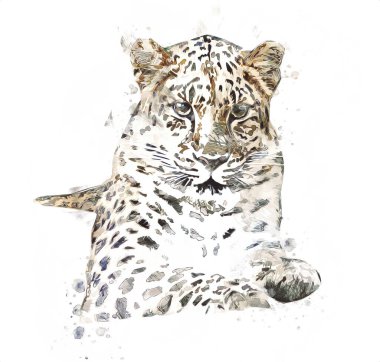 Namibya 'daki Leopar, resim, sanat, antika, antika resim çizimi