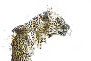 Namibya 'daki Leopar, resim, sanat, antika, antika resim çizimi