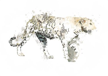 Namibya 'daki Leopar, resim, sanat, antika, antika resim çizimi