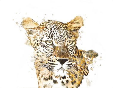 Namibya 'daki Leopar, resim, sanat, antika, antika resim çizimi