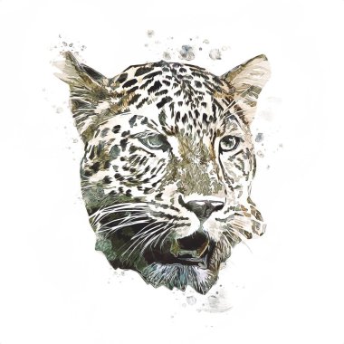 Namibya 'daki Leopar, resim, sanat, antika, antika resim çizimi
