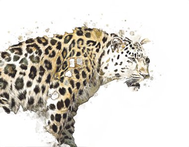 Namibya 'daki Leopar, resim, sanat, antika, antika resim çizimi