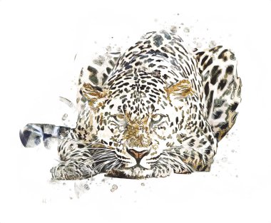 Namibya 'daki Leopar, resim, sanat, antika, antika resim çizimi