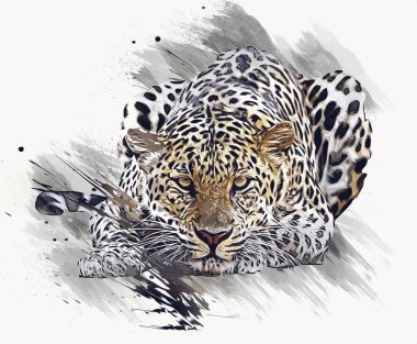 Namibya 'daki Leopar, resim, sanat, antika, antika resim çizimi