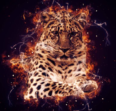 Namibya 'daki Leopar, resim, sanat, antika, antika resim çizimi