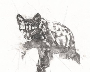 Puma, arka planda izole edilmiş puma portresi, illüstrasyon, sanat, antika, antika resim çizimi