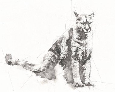 Puma, arka planda izole edilmiş puma portresi, illüstrasyon, sanat, antika, antika resim çizimi